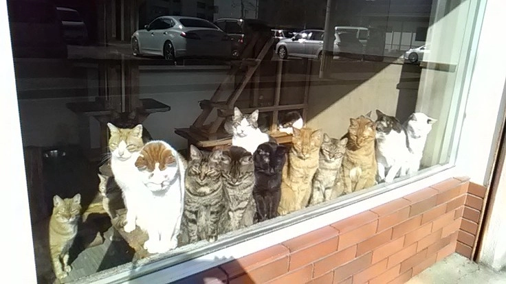 保護猫の老猫ホームを守りたい！