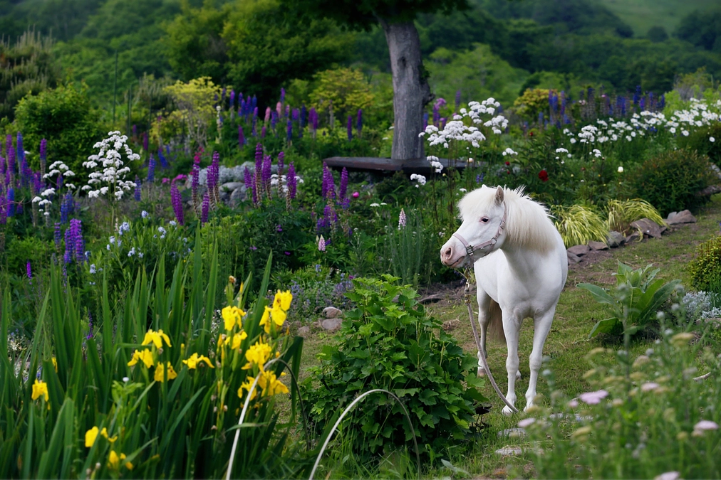 牧柵の移設工事が始まりました！