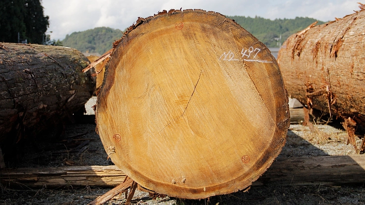 忘れられた木の魅力を取り戻したい| 【 木フェス】を奈良県吉野で!
