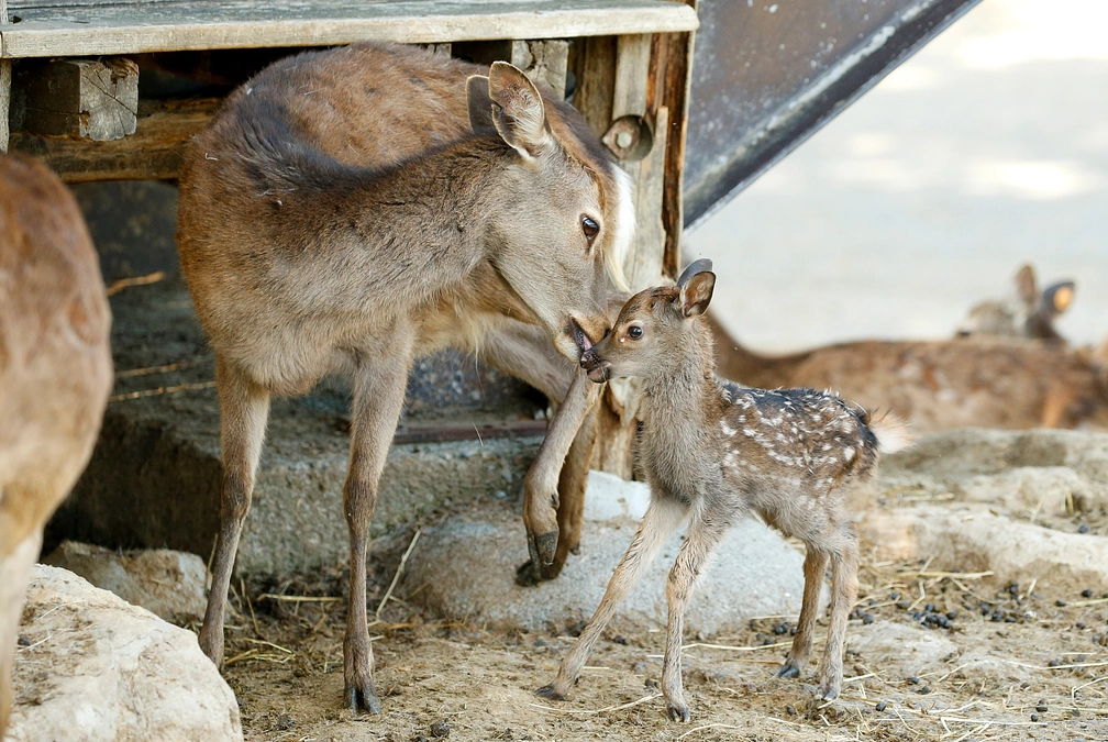 5月13日(月) 返礼品発送状況のご連絡
