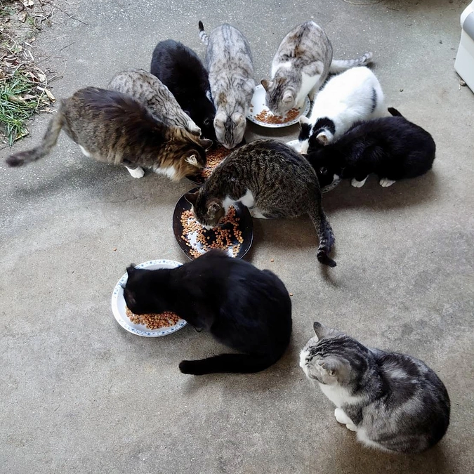 【TNRの重要性②】TNR現場が爆増してます💦