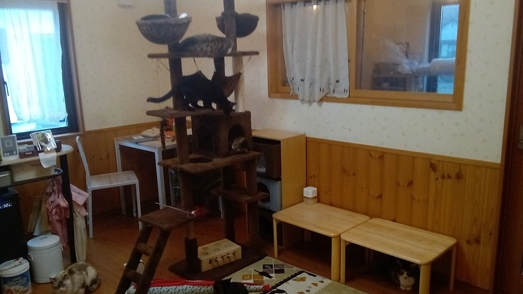 弘前市に癒しのスペース提供を…保護した猫達に未来を下さい。