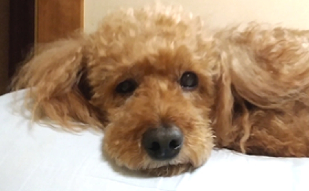 モカ応援コース・A(リターン不要)