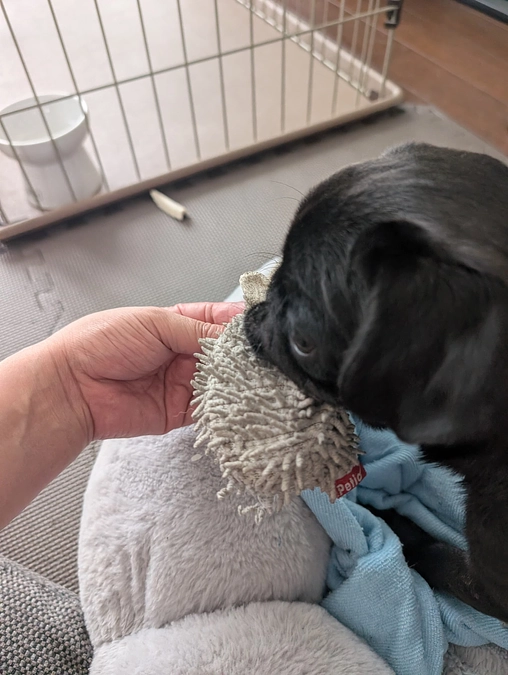 ユッケの7ヶ月誕生日🎂