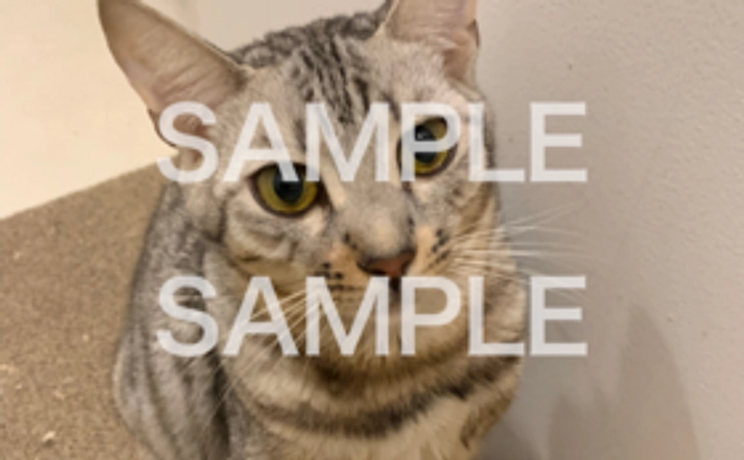 ロイくんの写真データ