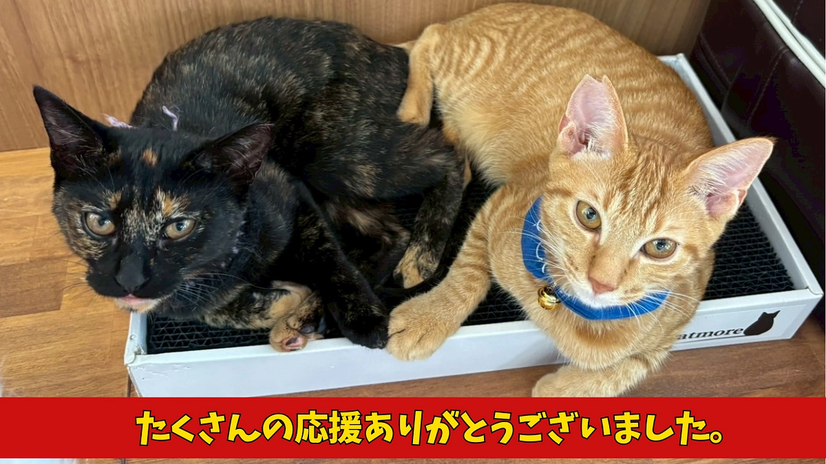 🌸クラウドファンディングを終えて🌸