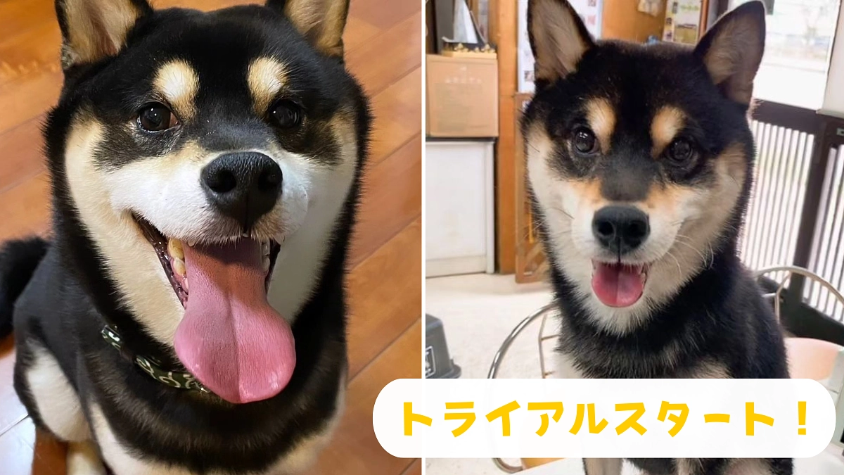 【もうすぐ800万突破！】空木くんのトライアルスタート