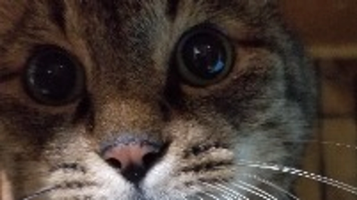 しゃーに会いに行ってきました。