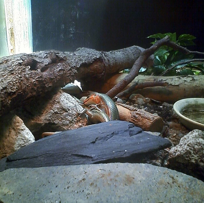 トカゲ王の思ひ出・其の肆