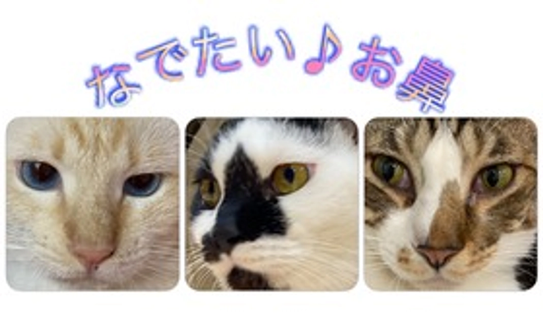 なでたい♪お鼻コース