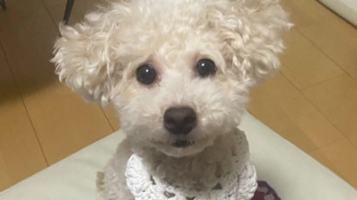 ラフくん、術前検査に行ってきました！