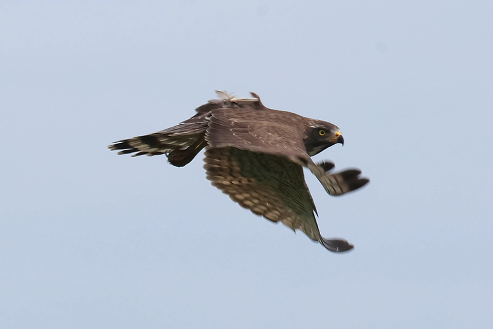 【クラファン告知＆調査報告】奄美でGPSを装着したサシバを確認してきました
