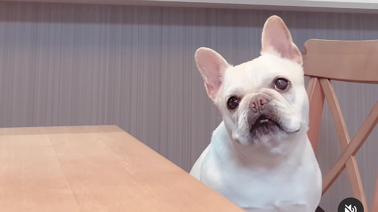 脳腫瘍なんかに打ち勝つありちゃん、元気なので絶対に死なせません!!