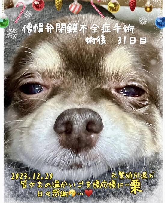 栗ちゃん　お陰様で順調です‼︎ 皆様の温かいご支援応援に…感謝しております❤️