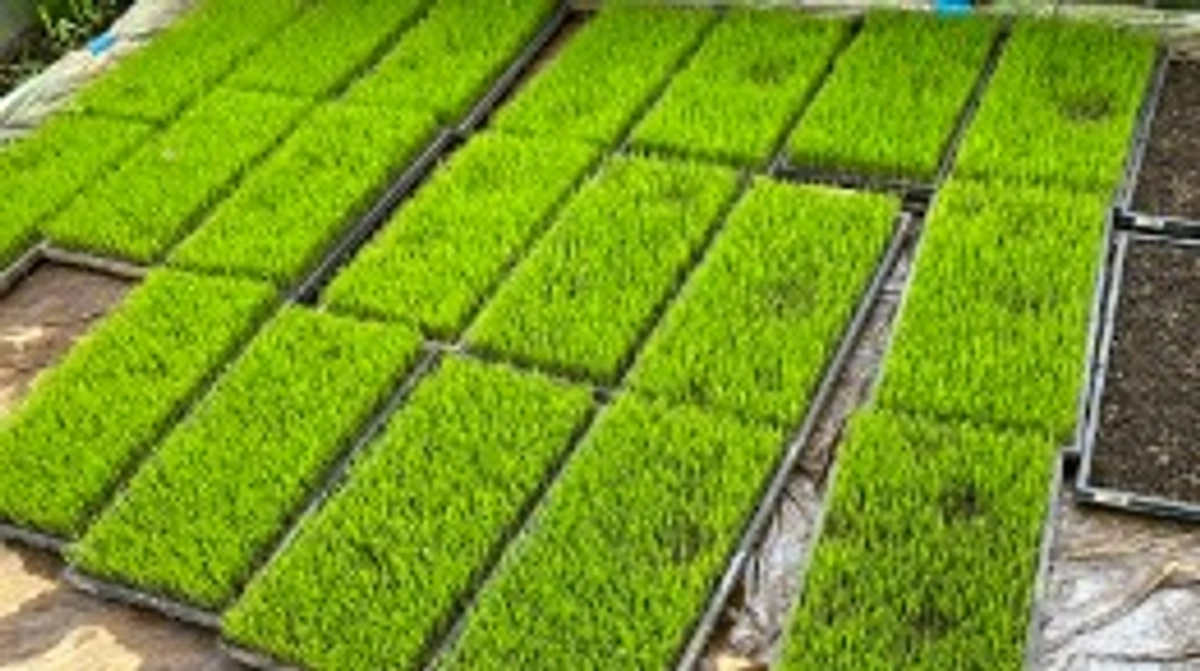 2024年稲作自然栽培の種まき開始と講演会