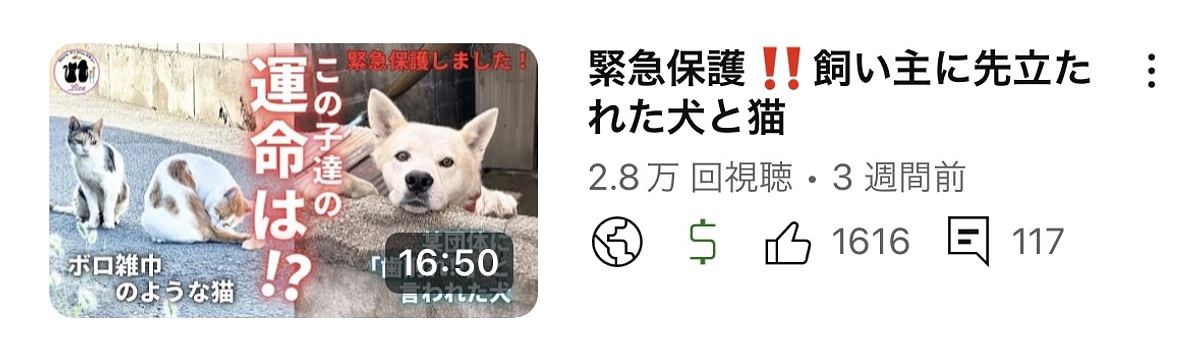 某団体に「歯削れ!!」と言われた犬と猫を緊急保護しました