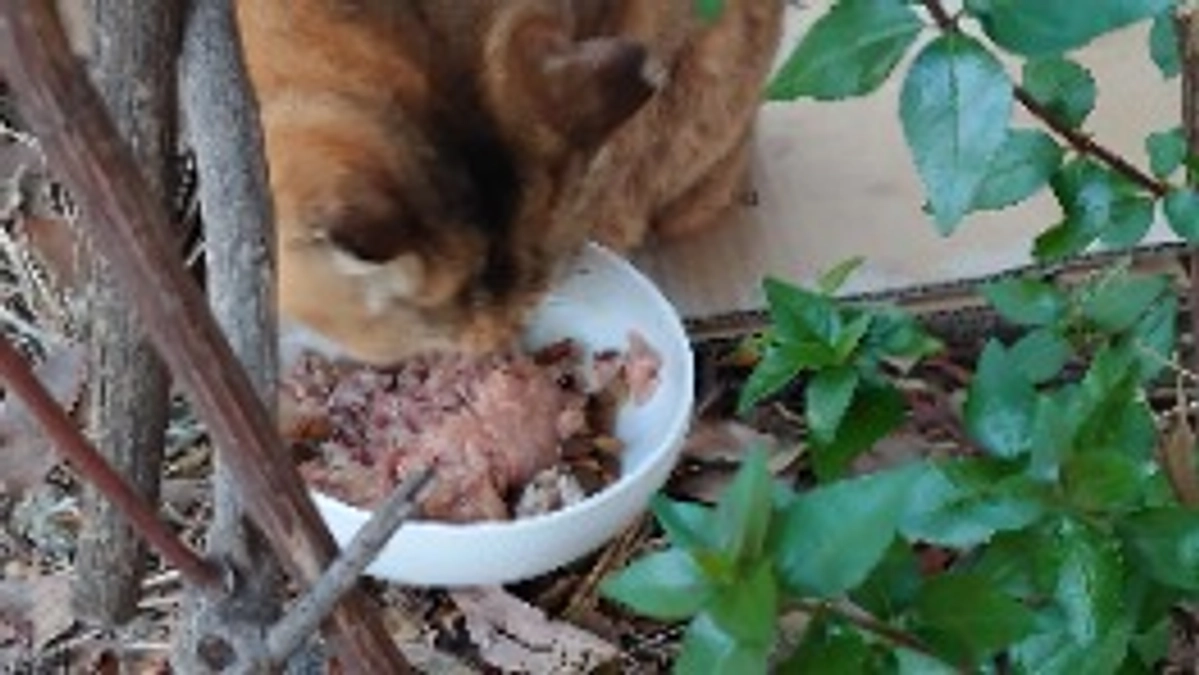 公園猫　サビちゃん