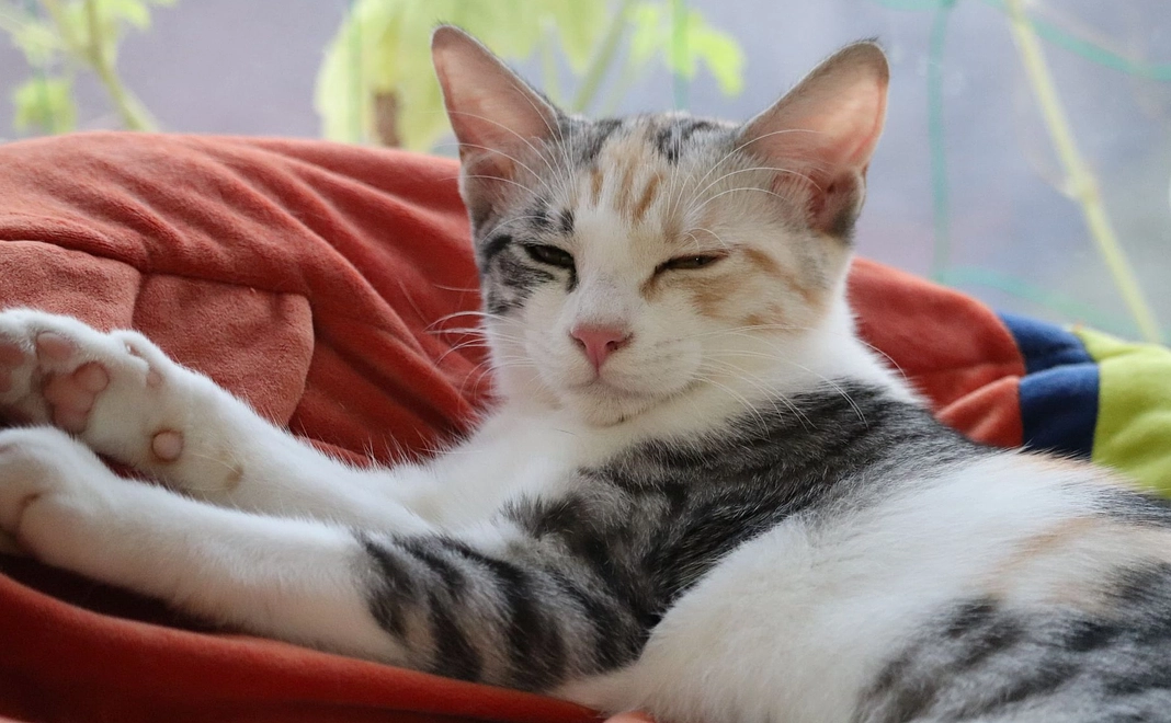 サンクスメール