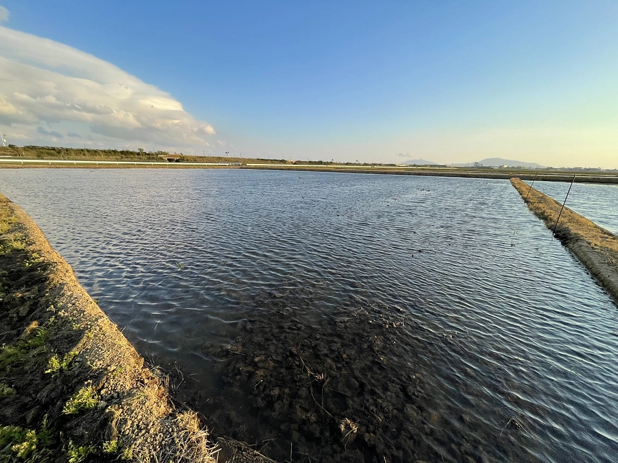 育苗や田んぼ作り進めています