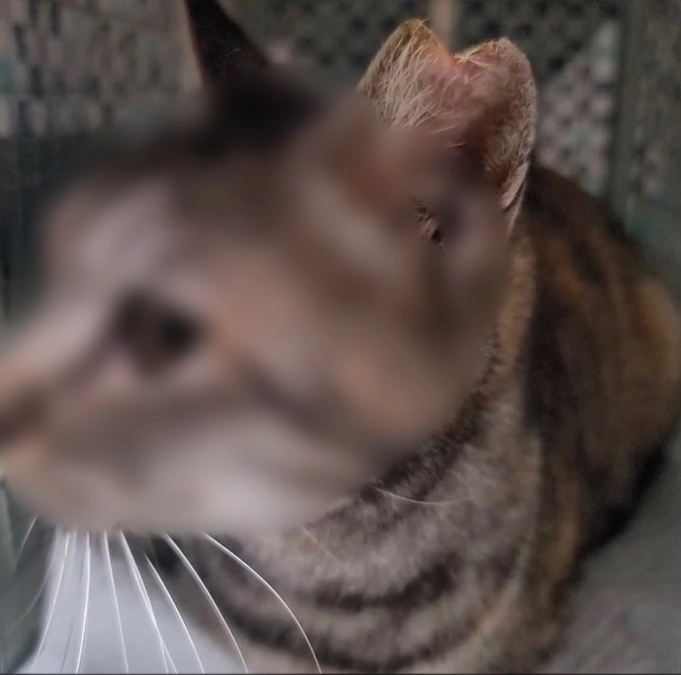 第３回TNR　もう一匹、妊娠疑いの茶キジちゃん　手術しました。