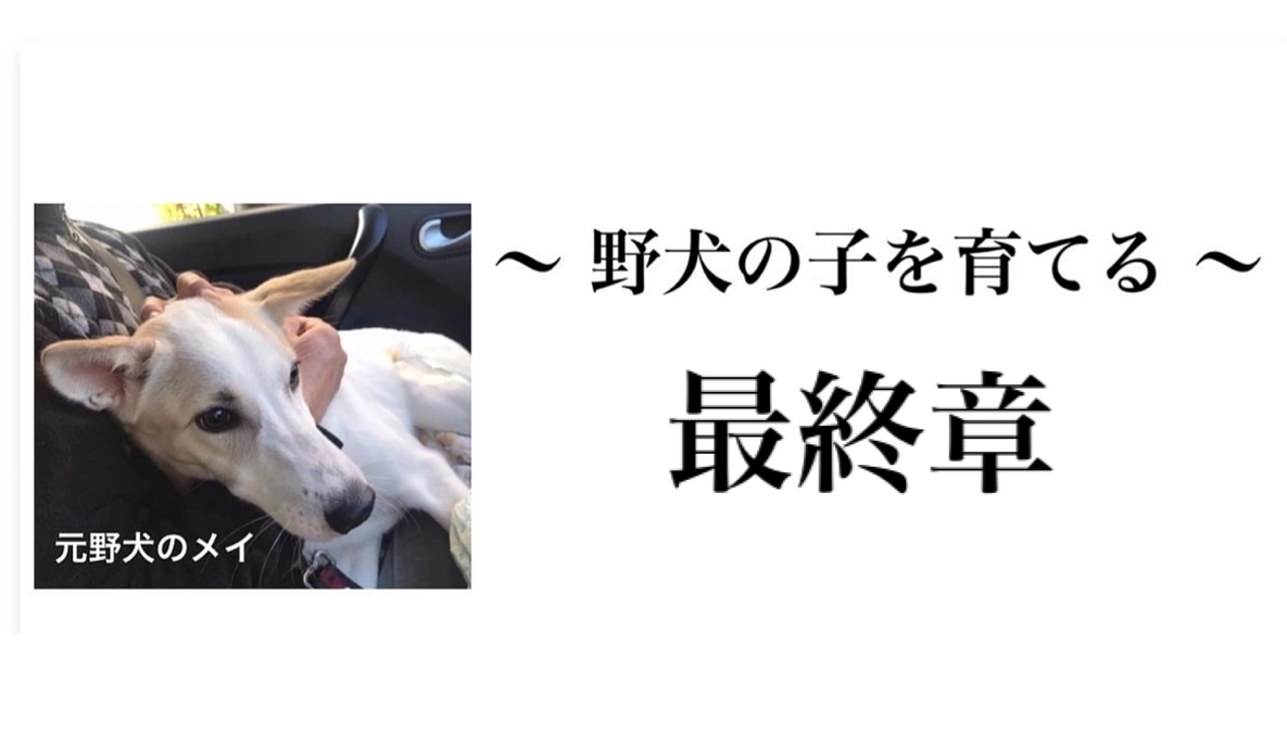 【2023, 那須にて保護した野犬の子たち】〜野犬の子を育てる③〜