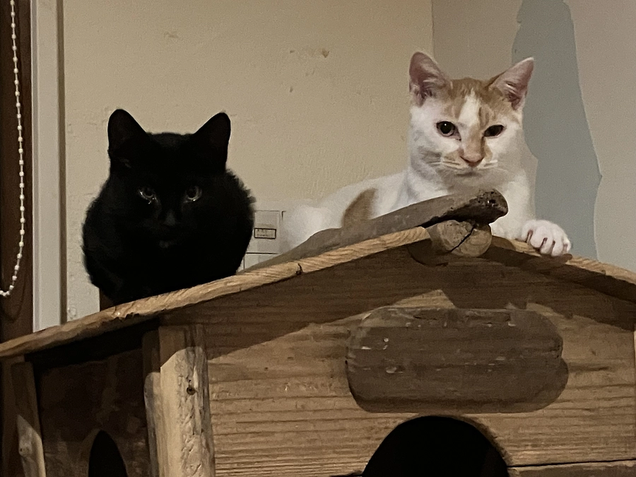 【あと3.5万円で70%に】猫たちと里親様の故郷みたいな存在でありたい