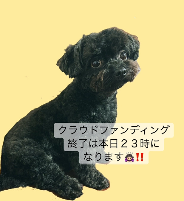 本日２３時にクラウドファンディング終了となります‼️