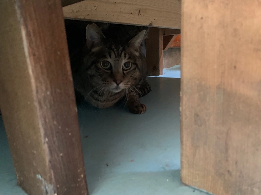 《当別町》可愛がられていた猫たちの行く末は。。。