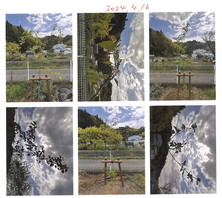 2024.4.16　桜観察