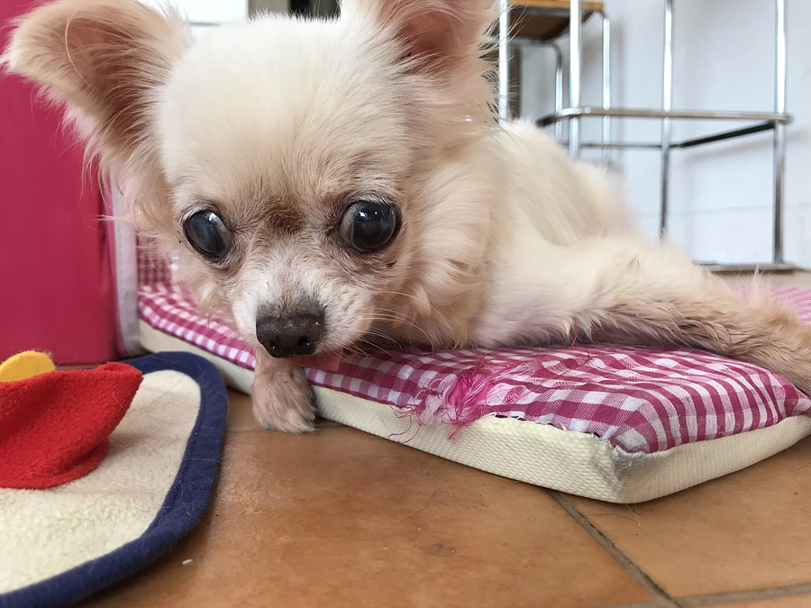 ネクストゴール！！