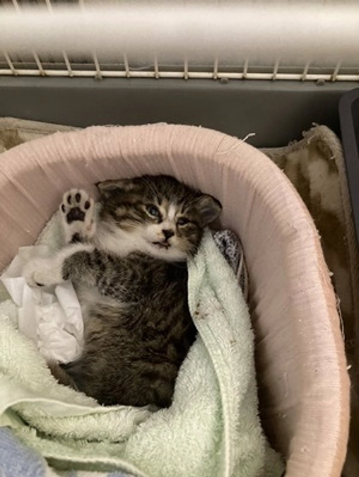 段ボール箱で捨てられていた仔猫　脳障害があってもがんばってます！