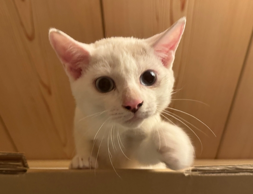 シンバの365歩のマーチ