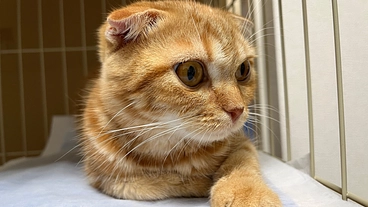 FIP治療　ふう(生後8ヶ月の男の子)を救いたい のトップ画像