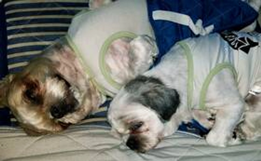 頑張るかるちゃんに明るい未来を！①