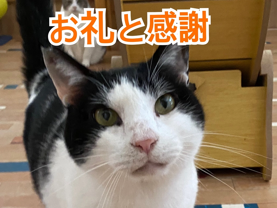 認定NPO法人取得の報告と皆様へのお礼