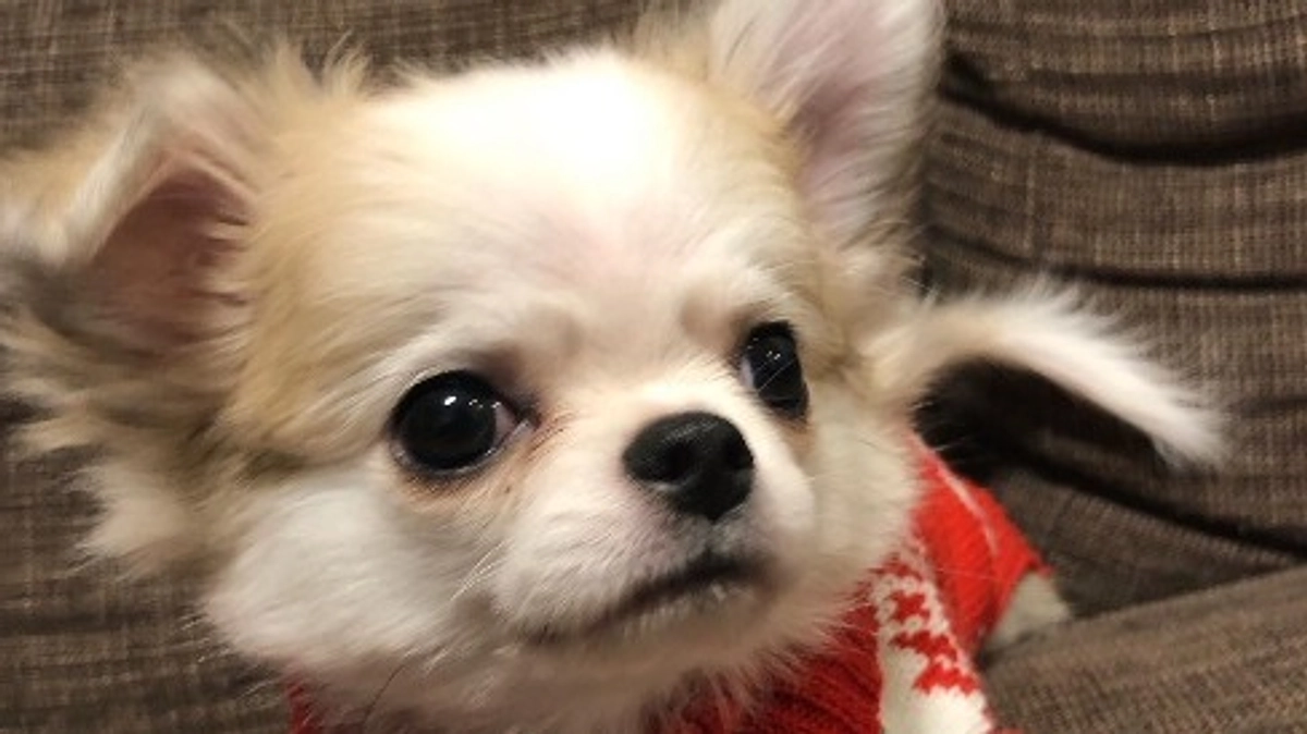 残り7日になりました。ご支援よろしくお願いいたします🙇‍♀️