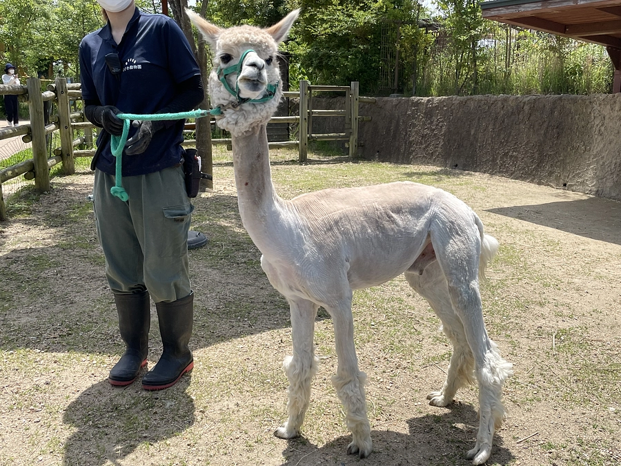 アルパカたちの活動報告（３）：毛刈りイベントで大変身！！