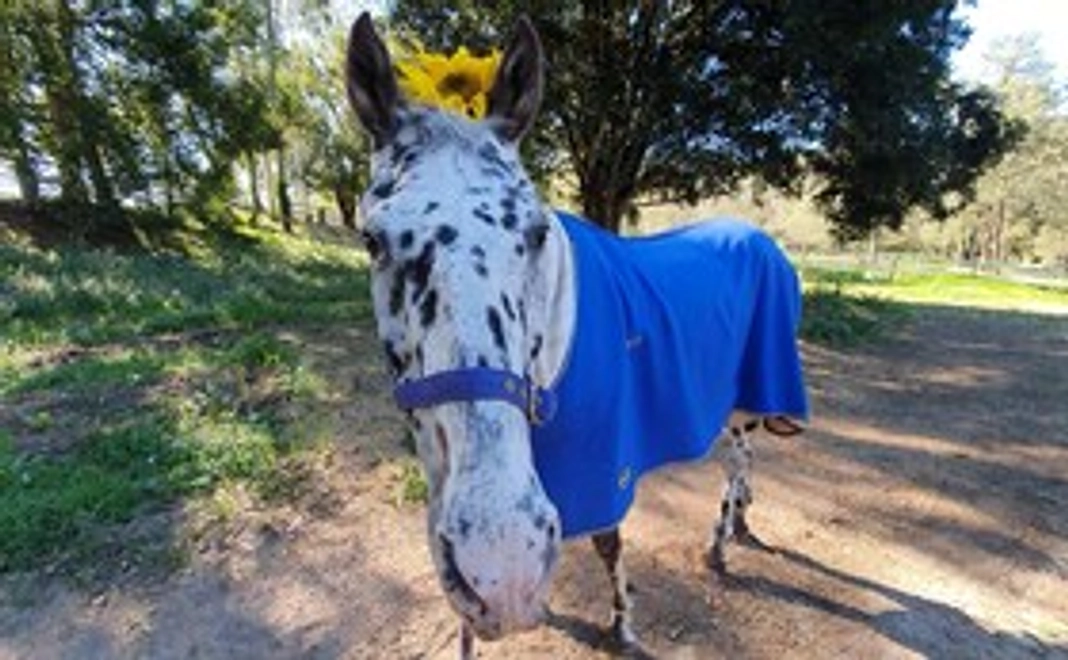 1000円・応援お願いします(リターンの要らない方）