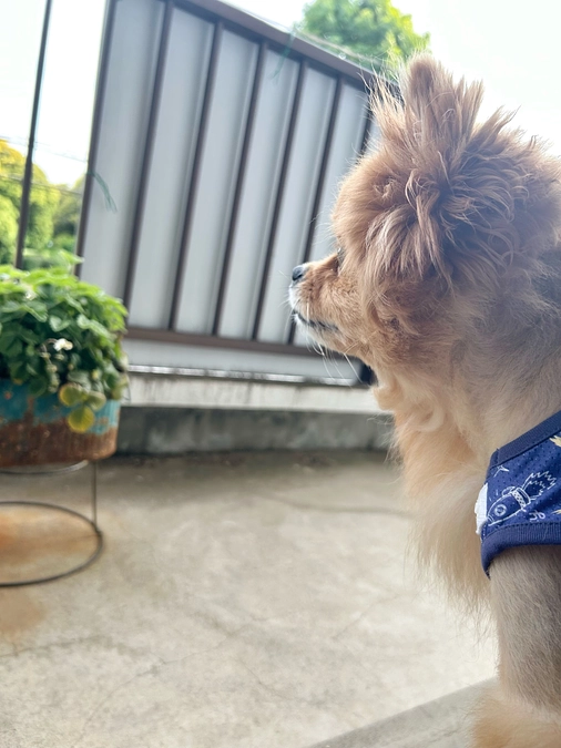 🆘残り7日🆘外に行きたそうなアポ