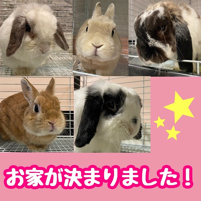 譲渡会＆チャリティーバザー ご来所ありがとうございました。