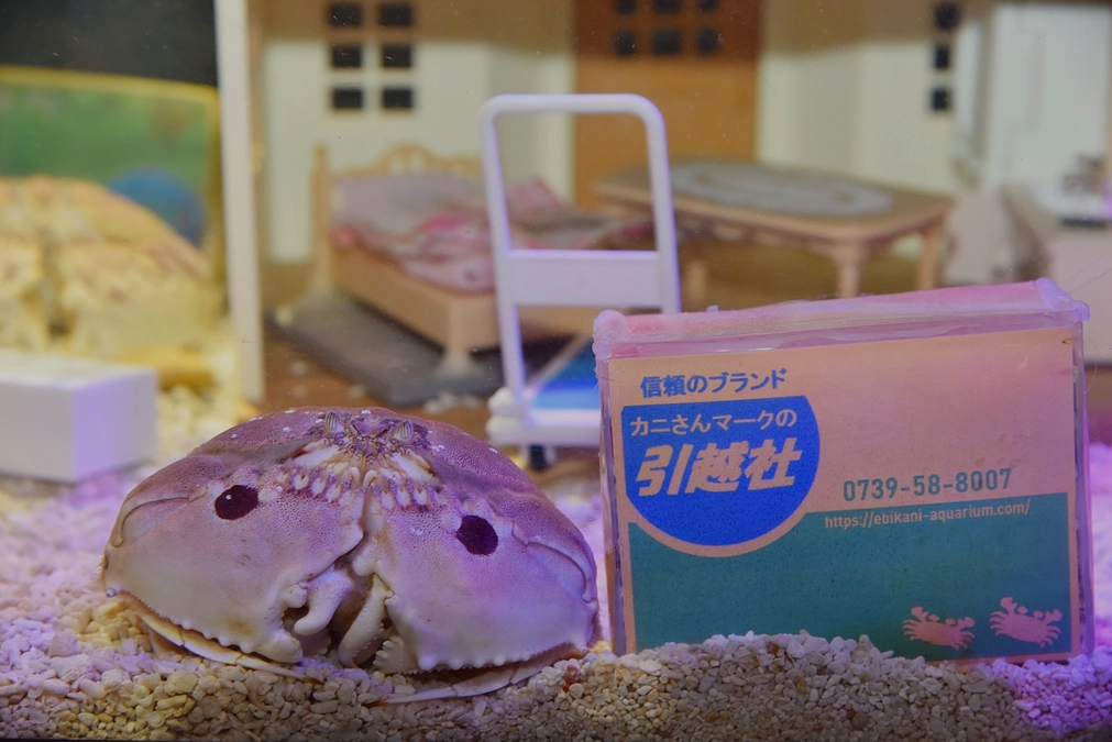 支援率30％超えました！　エビカニ通信　春の特別展示でクスっと笑顔に　