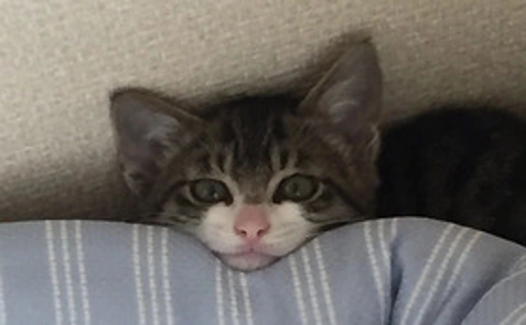 との応援コース：1000