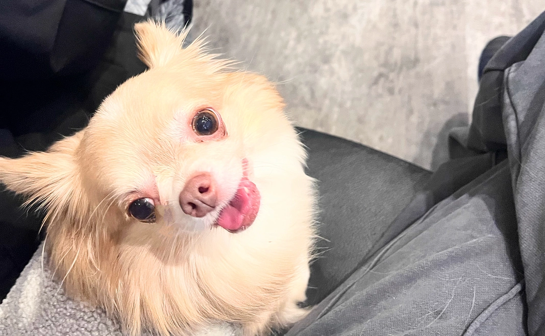 くうちゃんへの支援500