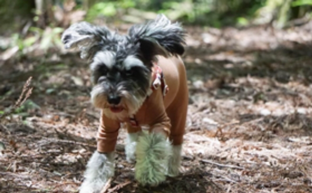 スタンダードコース|毎月3000円