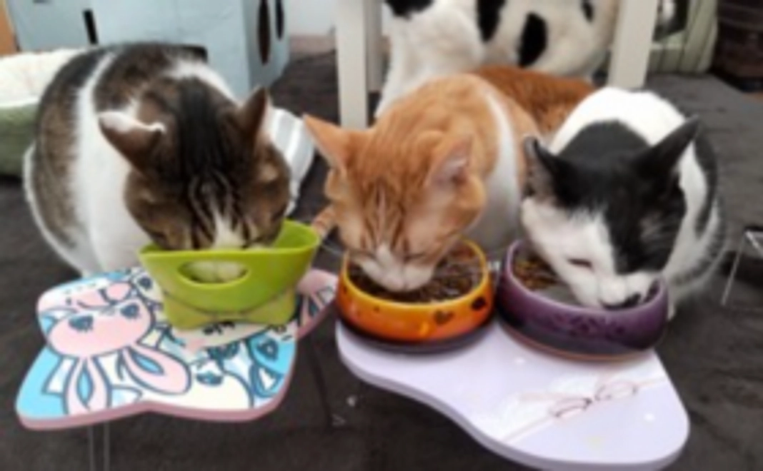 毎月応援3,000円コース