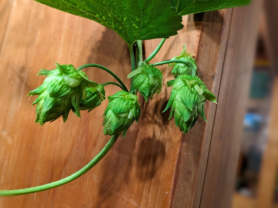 ホップ栽培　植え付け～収穫まで