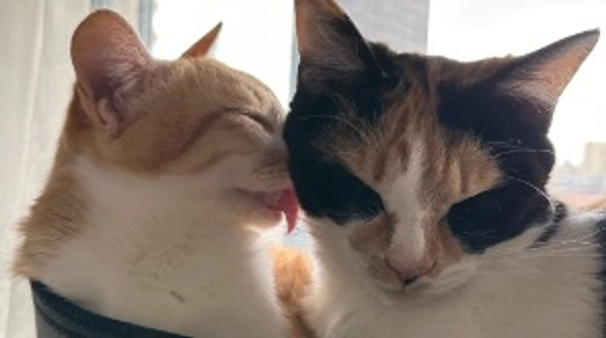 投薬72日目（プロジェクト開始32日目）