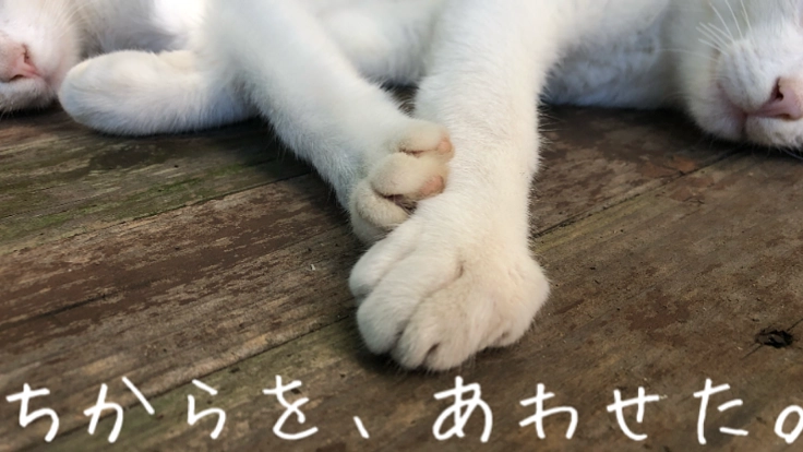 健康な体と安全な寝床を!烏の餌になるために生まれた訳じゃない