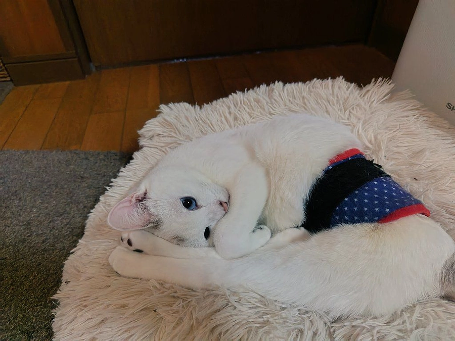 ごぶさたしております🐈️