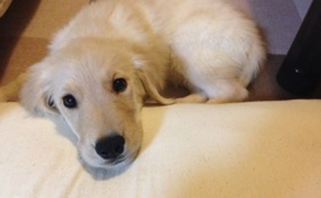 首輪用オリジナルチャームをお届け！